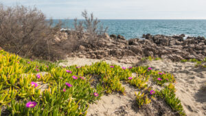 Lee más sobre el artículo Prevenir la invasión de plantas en el Mediterráneo: la clave para proteger nuestros ecosistemas
