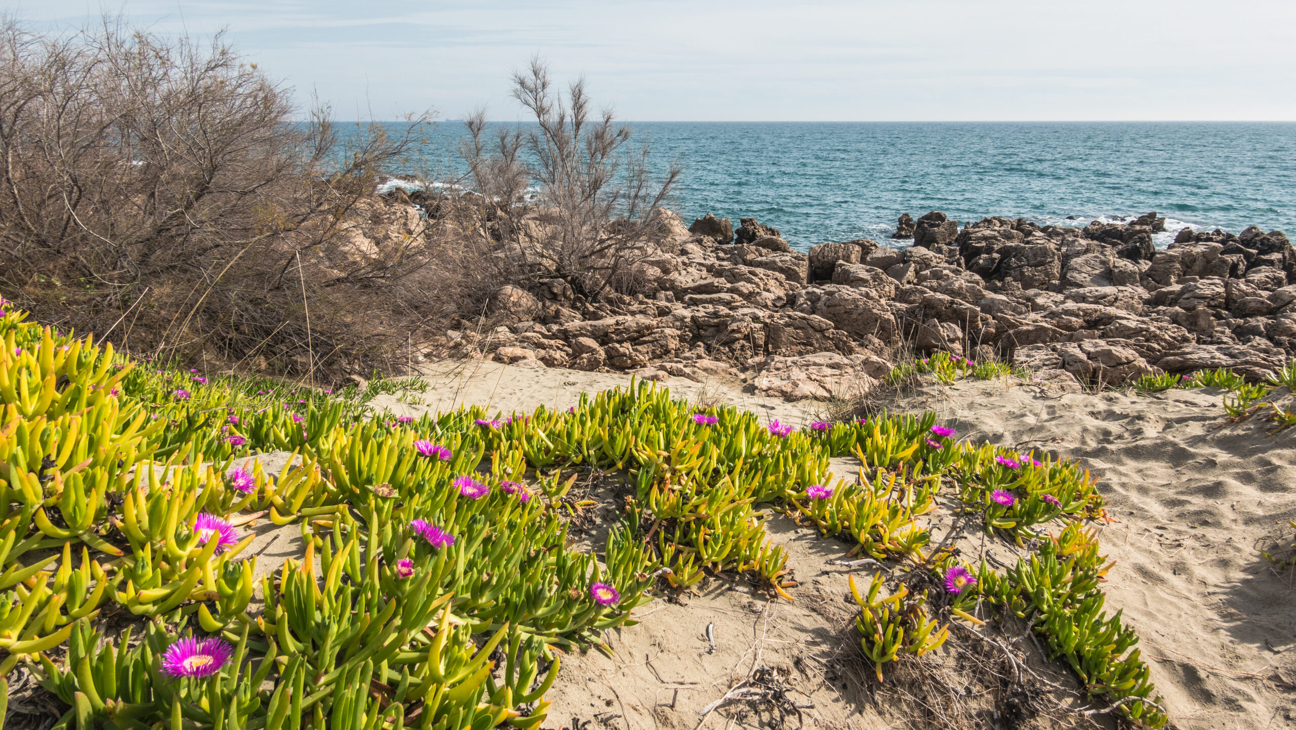 En este momento estás viendo Prevenir la invasión de plantas en el Mediterráneo: la clave para proteger nuestros ecosistemas