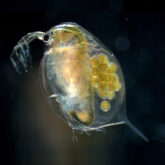 Un microcrustáceo podría sustituir a vertebrados en estudios sobre los efectos de drogas en el cuerpo humano