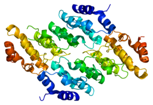 Lee más sobre el artículo Nuevos enfoques para tratar la hipertensión mediante proteínas TRPV2
