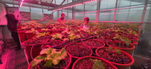 Lee más sobre el artículo La UPC presenta, a Terrassa, Airgilab: el primer ‘living lab’ que regenera l’aire dels edificis amb cultius hortícolessa Terrassa,