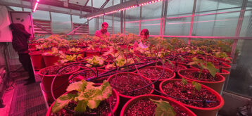 La UPC presenta, a Terrassa, Airgilab: el primer ‘living lab’ que regenera l’aire dels edificis amb cultius hortícolessa Terrassa,