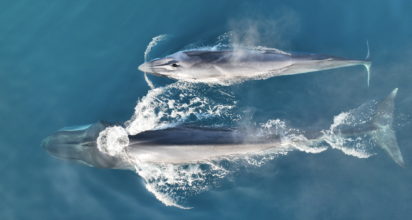 La costa de Vilanova i la Geltrú, declarada primer ‘punt d’esperança marina’ de la península per impulsar la conservació de balenes