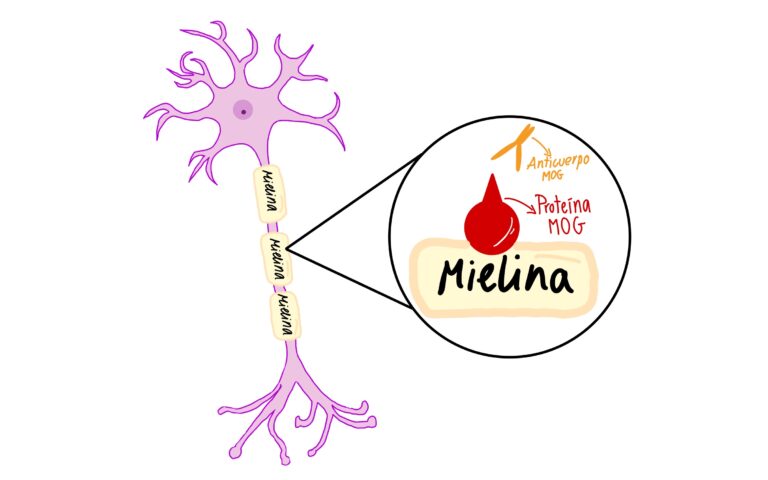 Glucoproteína_MOG