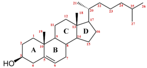 Lee más sobre el artículo Nueva herramienta terapéutica de la UB para controlar el colesterol en sangre
