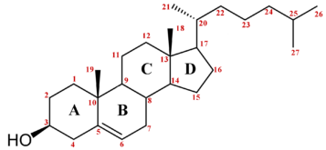 Nueva herramienta terapéutica de la UB para controlar el colesterol en sangre